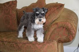 Tiny paws and claws in dallas tx is a chihuahua breeder that offers teacup chihuahua puppies for sale in the dallas texas and surrounding area blue. Belmont Boutique Miniature Schnauzers Home Facebook