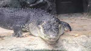 Feb 13, 2019 · 恩賜上野動物園【東京都台東区】 1882年（明治15年）に開業した日本で最古の動物園 で、「上野公園」内にあります。 jr「上野駅」や「京成上野駅」から徒歩5分程度とアクセスしやすいのも魅力です。 ä¸Šé‡Žå‹•ç‰©åœ'ã®ãƒ¯ãƒ‹ ä¸Šé‡Žå‹•ç‰©åœ' Youtube
