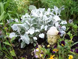 Noteworthy characteristicsuseful as hedging and in seaside plantings. Cineraria Senecio Silver Leaf For Gardens Gardeners Tips