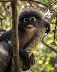 Dusky Langur Monkey Pets Gorilla