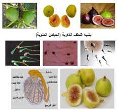التين والزيتون هل هما علاج للعقم موقع اعجاز القرآن والسنة اعجاز القرآن معجزات القرآن الاعجاز العلمي في القرآن