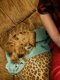 Ready to go to homes now. Miniature Dachshund Puppies For Sale Fort Dodge Ia 307257