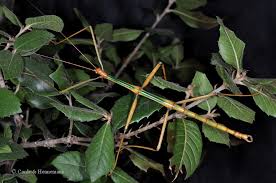 Image result for Digitaria megasthenes