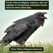 Amazing Creatures This A Raven Not A Crow Weird Animal Facts Animal Facts Weird Animals