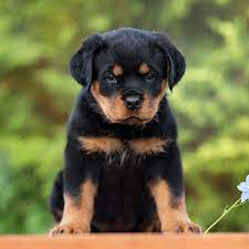 Puppyfinder.com is your source for finding an ideal rottweiler puppy for sale near san diego, california, usa area. 1 Rottweiler Puppies For Sale In San Diego Ca Uptown