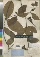 Image result for Sherbournia bignoniiflora