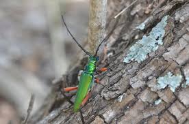 Image result for Buchnera usuiensis