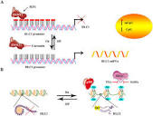 Tumor suppressor gene DLC1: Its modifications, interactive ...