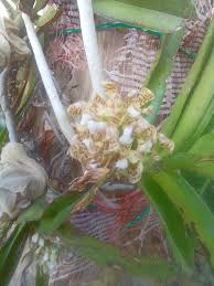 Image result for Eulophia hirschbergii