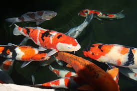 Agro koi farm — cara memelihara ikan koi. Cara Merawat Ikan Koi Untuk Pemula Hingga Mahir Satwapedia