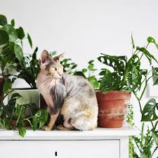 We did not find results for: Living With Plants And Cats