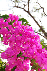 These bright flowers are a perfect choice to add colour to any garden. Common Name Great Bougainvillea Ornamental Plants Orchid Varieties Ornamental Trees