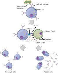 The Immune System Review Article Khan Academy
