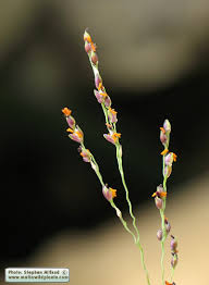 Image result for Panicum repens