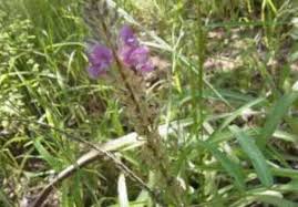 Image result for Uraria picta