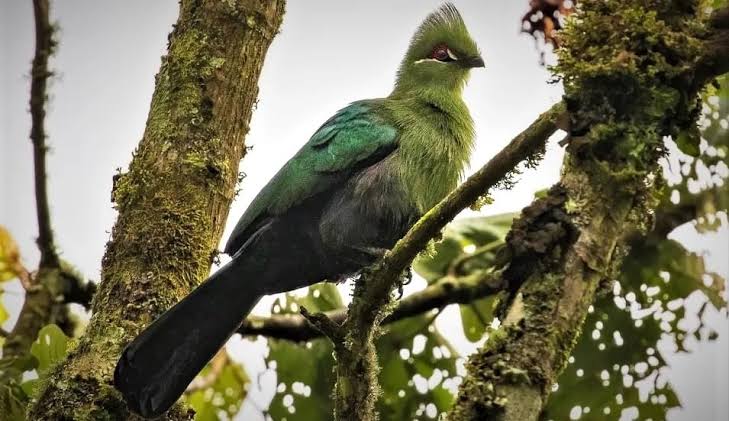 Colourful turaco bird in Nyungwe Forest, Rwanda
