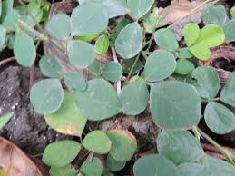 Image result for Desmodium
