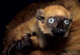 One Of My Favorite Lemurs The Blue Eyed Black Lemur Animals Primates Spirit Animal