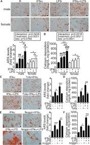 • they circumvent the ifn response by blocking downstream signaling events that occur after the cytokine. Calcification Induced By Type I Interferon In Human Aortic Valve Interstitial Cells Is Larger In Males And Blunted By A Janus Kinase Inhibitor Arteriosclerosis Thrombosis And Vascular Biology