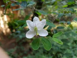 Image result for Coleotrype natalensis