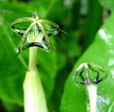 Image result for Ceropegia circinata