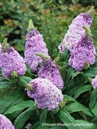 Plants→butterfly bushes→butterfly bush (buddleja pugster amethyst™). Buddleia Pugster Amethyst Bluestone Perennials