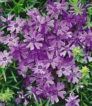 We did not find results for: Phlox Mix Flowers Of The Sea Top Qualitat Baldur Garten