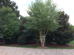 Birch Trees In Florida Plant Nursery Garden Center Hedges Landscaping Privacy Trees Florida Trees