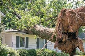 Alpine tree service is committed to the philosophy that your landscape can be managed using ideas, principles and products. Alpine Tree Services Alpine Tree Service