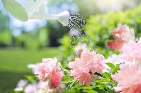 Did you know that, like humans, plants need oxygen to breathe? Are You Sure That Plant Needs Water 5 Signs Of Overwatering Plants Teleflora Blog