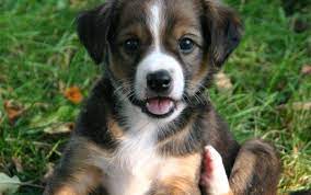 Ein österreichischer pinscher als bergrettungshund. Osterreichischer Kurzhaarpinscher Arche Austria Verein Zur Erhaltung Seltener Nutztierrassen