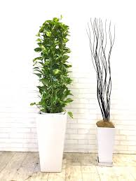 Green News 観葉植物レンタル リース Good Green のニュース Goodgreen