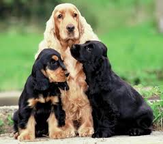 Cocker Spaniel Breed Profile Australian Dog Lover