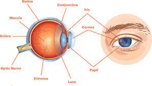Kidney Disease Dialysis And Your Eyes National Kidney Foundation