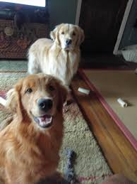 Golden retriever puppies for sale. Reputable Breeders With Litters Ready In Mid May 2020 Golden Retriever Dog Forums