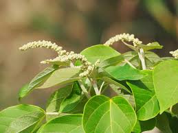 Image result for Mallotus oppositifolius