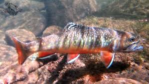 Check spelling or type a new query. How To Fly Fish For Brook Trout A Complete Beginners Guide Guide Recommended