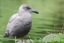 Image result for seagull