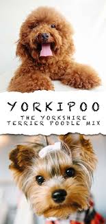 We did not find results for: Yorkipoo Dog The Complete Yorkie Poodle Mix Breed Guide