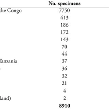 Image result for Buchnera randii