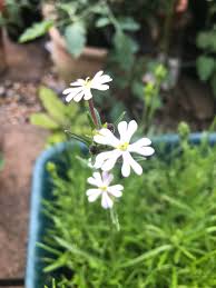 Sow in a good seed compost 1.5mm (1/16in) deep in early spring. What Does Night Phlox Smell Like