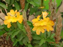 Image result for Dasylepis racemosa