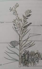 Sketching From Nature And Surrounding You Can Choose Any Topic From Biology And Draw A Sketch Brainly In As this garden is in the countryside, i wanted to make it natural, to connect the garden with surrounding nature. sketching from nature and surrounding