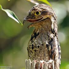 Potoos Family Nyctibiidae Are A Group Of Near Passerine Birds Related To The Nightjars And Frogmouths They Are Sometimes C Weird Birds Potoo Bird Rare Birds