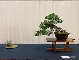 National Bonsai Foundation (@nbfbonsai) · Washington D.C., DC