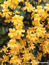 Image result for Dolichandra unguis-cati