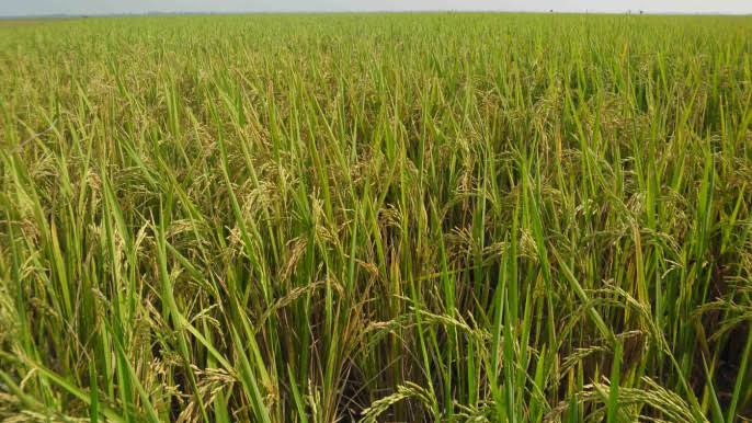 হাওর অঞ্চলের ৩৭ শতাংশ ধান এখনও কাটা হয়নি: কৃষি সম্প্রসারণ অধিদপ্তর | The  Business Standard