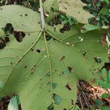 Image result for Macaranga schweinfurthii