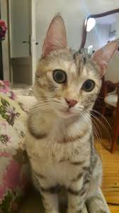 Kizim Kedi Kizlar