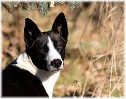 Handsome black and white indog outside guwahati, assam. Black And White Canaan Dog Head Canaan Dog Funny Dog Memes Funny Dogs